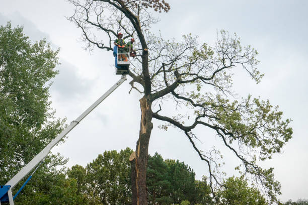 Best Storm Damage Tree Cleanup  in Flandreau, SD