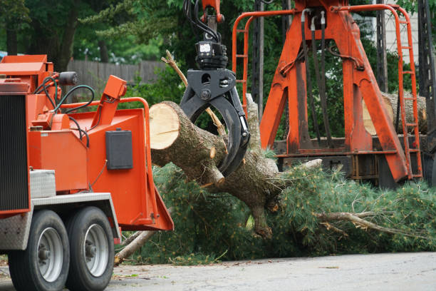 Best Tree Trimming and Pruning  in Flandreau, SD